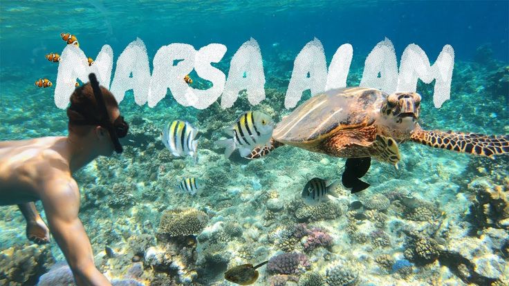 Marsa Alam (All Inclusive) 5 or 4 stars Hotels